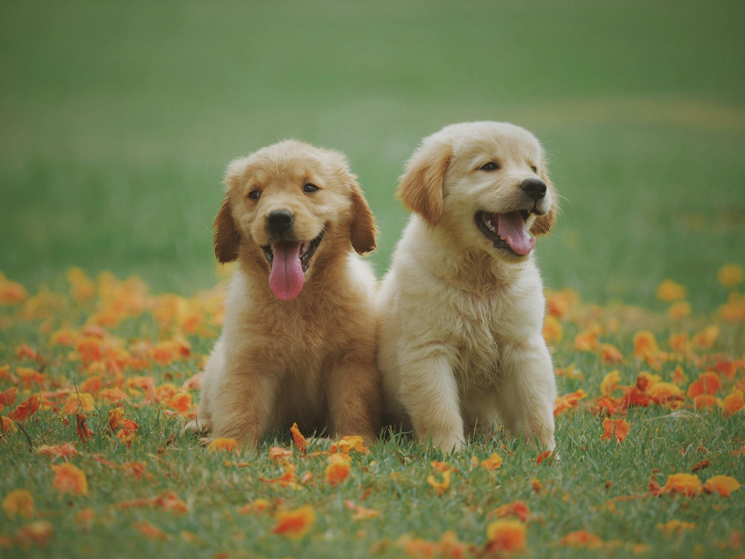 Is Pet Insurance Worth It? (2025 Guide)